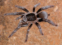 Hysterocrates gigas - Cameroon Red Baboon Spider Tarantula