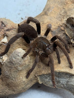 Hysterocrates gigas - Cameroon Tawny Red Baboon Tarantula for Sale | Live Arrival Guarantee