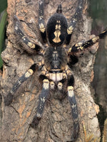 Poecilotheria subfusca “Lowland” — Ivory Ornamental Tarantula