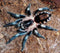 Cyriocosmus ritae - Peruvian Black & White Dwarf Tarantula