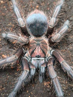 Phormictopus sp. Sabana | Sabana Phormictopus Tarantula