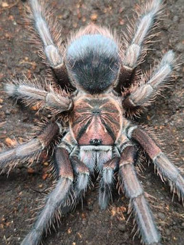 Phormictopus sp. Sabana | Sabana Phormictopus Tarantula