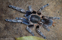 Aphonopelma seemanni – Costa Rican Zebra Tarantula