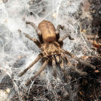 Ischnocolus vanandelae - Omani Golden Tiger Tarantula for Sale | Live Arrival Guarantee