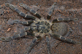 OBT - Kigoma - Pterinochilus murinus