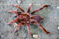 Pelinobius muticus - King Baboon Tarantula