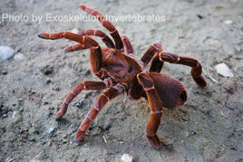 Pelinobius muticus - King Baboon Tarantula