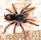 Kochiana brunnipes – Dwarf Pink Leg Tarantula | Stunning Micro New World Species | Live Arrival Guarantee