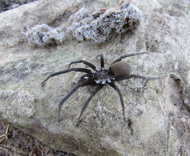 Kukulcania hibernalis – Southern Crevice Spider | Live Arrival Guarantee