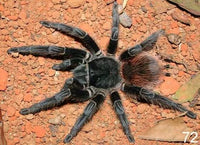 Lasiodora kluggi Birdeater - Bahia Scarlet Bird-eater tarantula