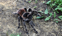 Lasiodora kluggi Birdeater - Bahia Scarlet Bird-eater tarantula