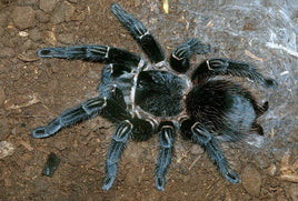 Lasiodora parahybana – Brazilian Salmon Pink Birdeater | Massive New World Giant | Live Arrival Guarantee