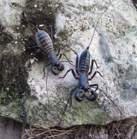 Mastigoproctus giganteus – Texas Giant Vinegaroon | Impressive Desert Whipscorpion | Live Arrival Guarantee