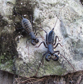 Mastigoproctus giganteus – Texas Giant Vinegaroon | Impressive Desert Whipscorpion | Live Arrival Guarantee