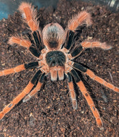 Megaphobema robustum – Colombian Giant Red Leg | Massive New World Giant | Live Arrival Guarantee