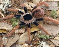 Megaphobema robustum – Colombian Giant Red Leg | Massive New World Giant | Live Arrival Guarantee