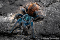 Aphonopelma mooreae - Mexican Jade Fuego Tarantula