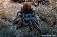 Aphonopelma mooreae - Mexican Jade Fuego Tarantula