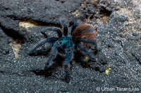 Aphonopelma mooreae - Mexican Jade Fuego Tarantula