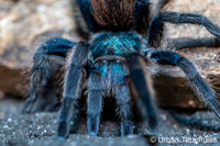 Aphonopelma mooreae - Mexican Jade Fuego Tarantula