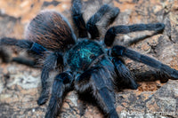 Aphonopelma mooreae - Mexican Jade Fuego Tarantula