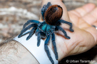 Aphonopelma mooreae - Mexican Jade Fuego Tarantula