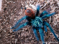 Aphonopelma mooreae - Mexican Jade Fuego Tarantula