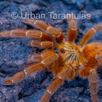 OBT Tarantula - Orange baboon Pterinochilus murinus