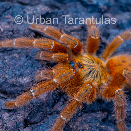 OBT Tarantula - Orange baboon Pterinochilus murinus| Urban Tarantulas