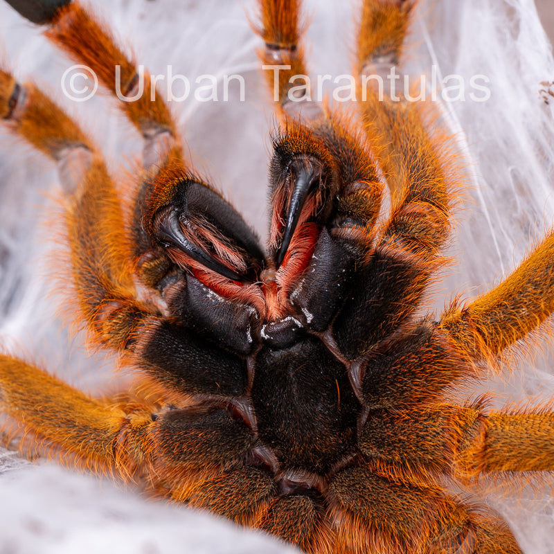 OBT Tarantula - Orange baboon Pterinochilus murinus| Urban Tarantulas