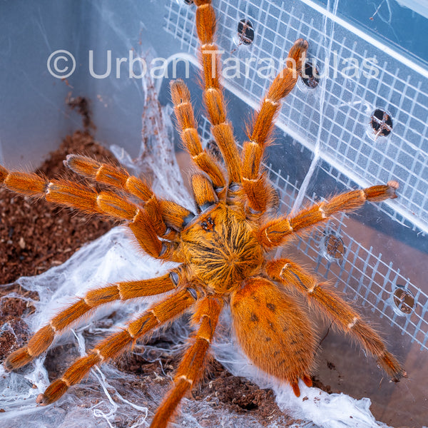 OBT Tarantula - Orange baboon Pterinochilus murinus| Urban Tarantulas