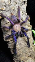 Omothymus violaceopes – Singapore Blue Tarantula | Stunning Blue Species | Live Arrival Guarantee