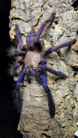 Omothymus violaceopes – Singapore Blue Tarantula | Stunning Blue Species | Live Arrival Guarantee