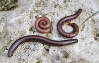 Orthoporus ornatus – Chocolate Desert Millipede | Hardy Southwestern Species | Live Arrival Guarantee