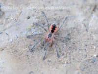 Pamphobeteus nigricolor - Colombian Giant Tarantula