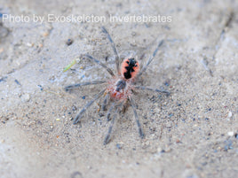 Pamphobeteus nigricolor - Colombian Giant Tarantula