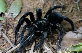 Pamphobeteus sp. 'Araña Pollito' – Chicken Spider | Massive New World Birdeater | Live Arrival Guarantee