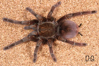 Pamphobeteus sp Machala – Purple Bloom Birdeater Tarantula | Purple Velvet Giant | Live Arrival Guarantee