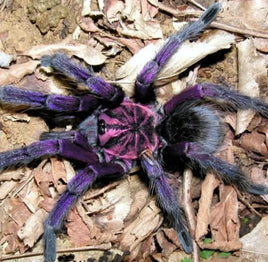Pamphobeteus sp Machala – Purple Bloom Birdeater Tarantula | Purple Velvet Giant | Live Arrival Guarantee