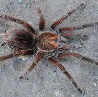 Pamphobeteus sp Machala – Purple Bloom Birdeater Tarantula | Purple Velvet Giant | Live Arrival Guarantee