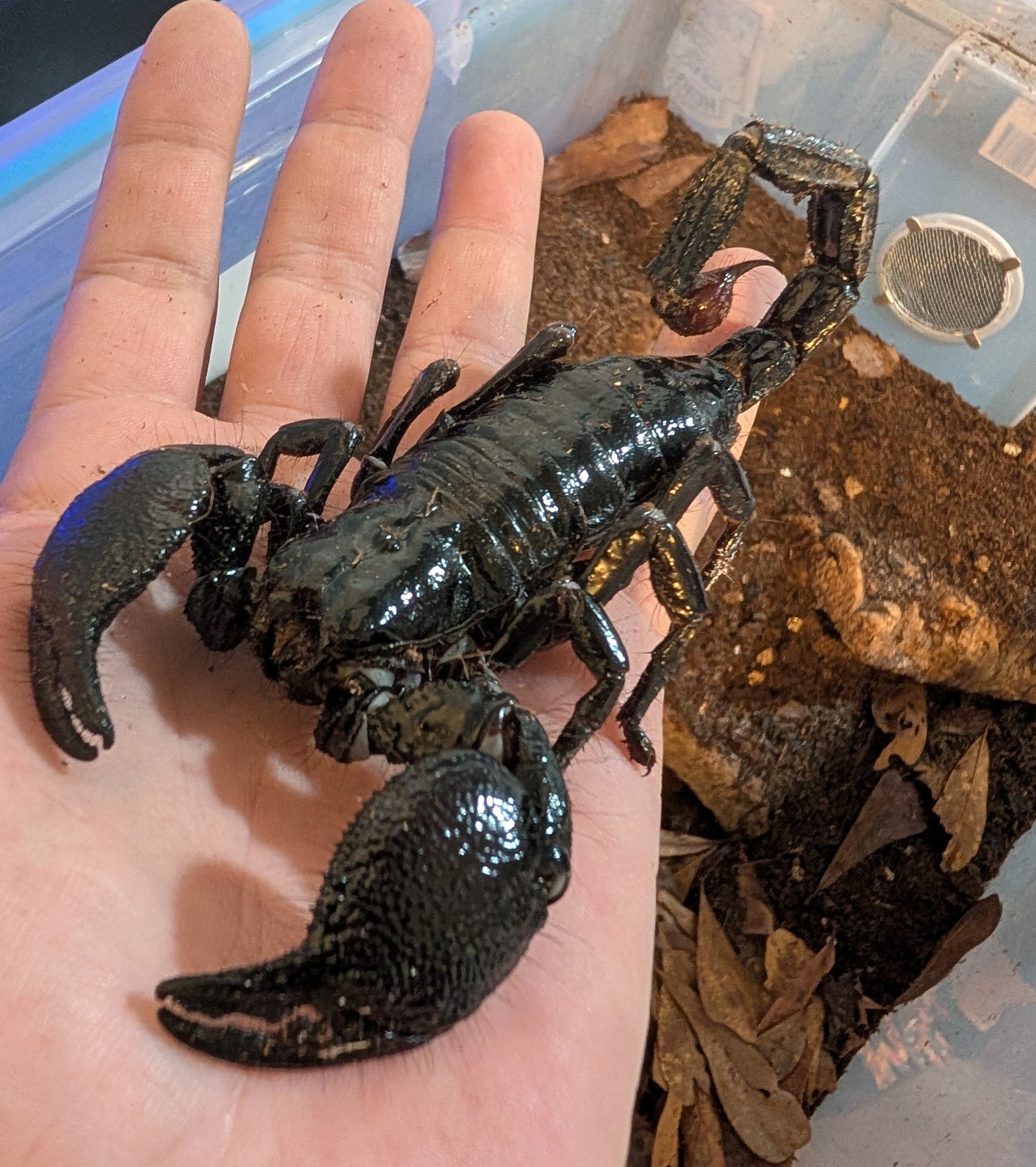 Pandinus imperator – Emperor Scorpion | Perfect Beginner Species