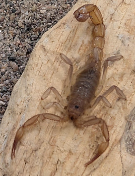 Paruroctonus silvestrii – California Common Scorpion | Live Arrival Guarantee
