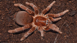 Pelinobius muticus – King Baboon Tarantula | Massive African Species | Live Arrival Guarantee