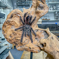 Avicularia Peru Purple - Jurensis pink toe