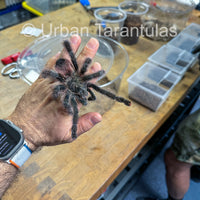 Avicularia Peru Purple - Jurensis pink toe