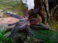 Ornithoctoninae sp. Phan Cay Red – Purple Blaze Tree Spider | Old World | Live Arrival Guarantee