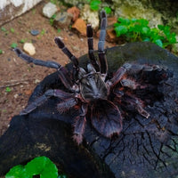 Ornithoctoninae sp. Phan Cay Red – Purple Blaze Tree Spider | Old World | Live Arrival Guarantee
