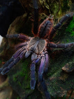 Ornithoctoninae sp. Phan Cay Red – Purple Blaze Tree Spider | Old World | Live Arrival Guarantee
