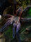 Ornithoctoninae sp. Phan Cay Red – Purple Blaze Tree Spider | Old World | Live Arrival Guarantee