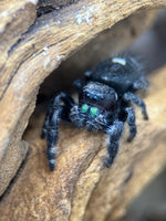 Phidippus audax – Bold Jumping Spider | Charismatic Pet Spider | Live Arrival Guarantee